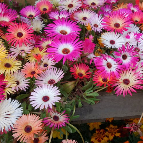 Tapiz mágico - Pack 10 sobres (100 semillas c/u)