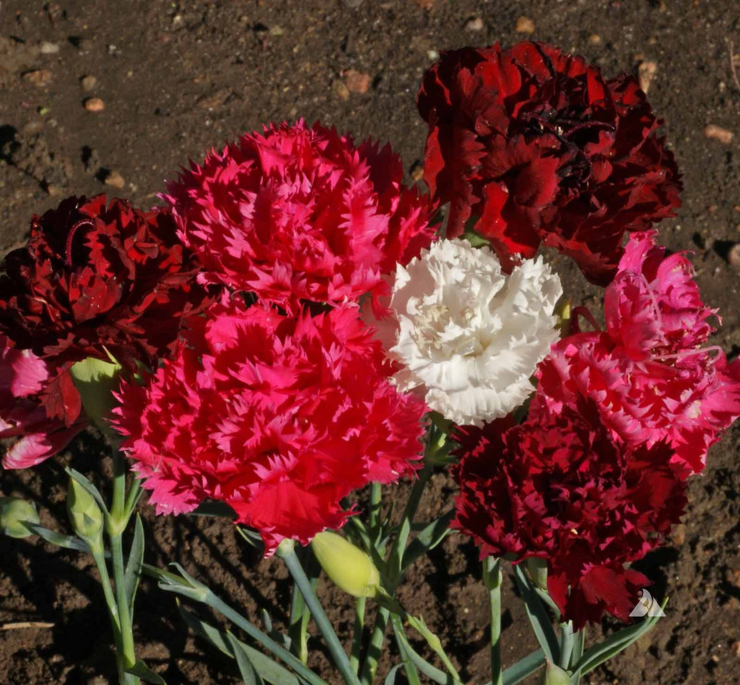 Clavel de corte - Pack 10 sobres (50 semillas c/u)