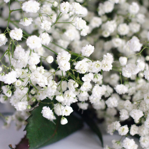 Ilusión Velo - Pack 10 sobres (100 semillas c/u)