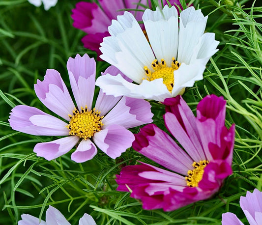 Cosmos Premium - Pack 10 sobres (50 semillas c/u)