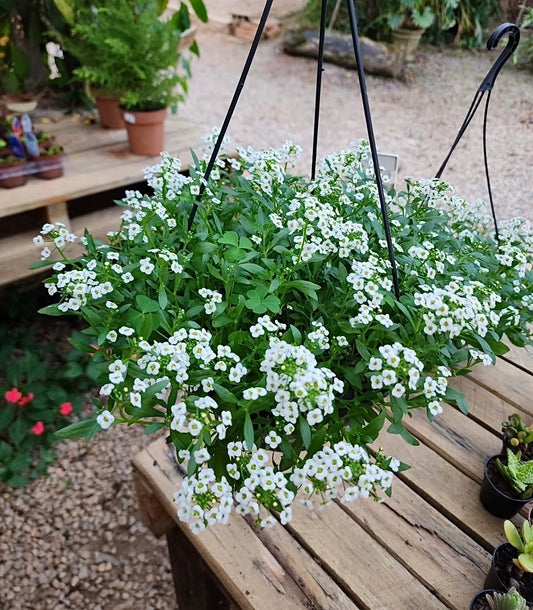 Aliso Blanco – Pack 10 sobres (50 semillas c/u)