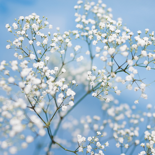 Ilusión Velo - Pack 10 sobres (100 semillas c/u)