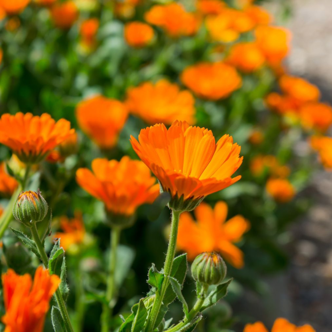 Caléndulas - Pack 10 sobres (50 semillas c/u)