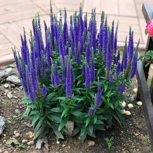 Verónica spicata - Pack 10 sobres (50 semillas c/u)