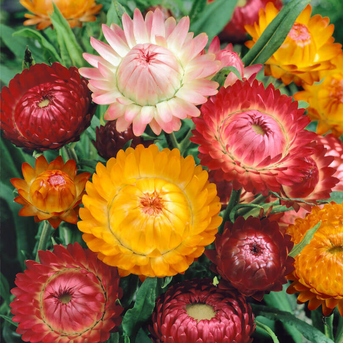 Siempre Vivas - Pack 10 sobres (50 semillas c/u)