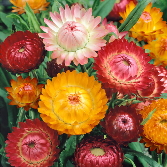 Siempre Vivas - Pack 10 sobres (50 semillas c/u)