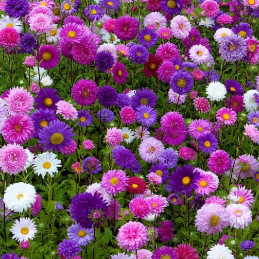 Reina Luisa - Pack 10 sobres (50 semillas c/u)