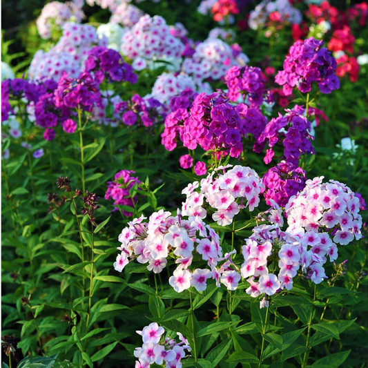 FLOX de drummond - Pack 10 sobres (50 semillas c/u)