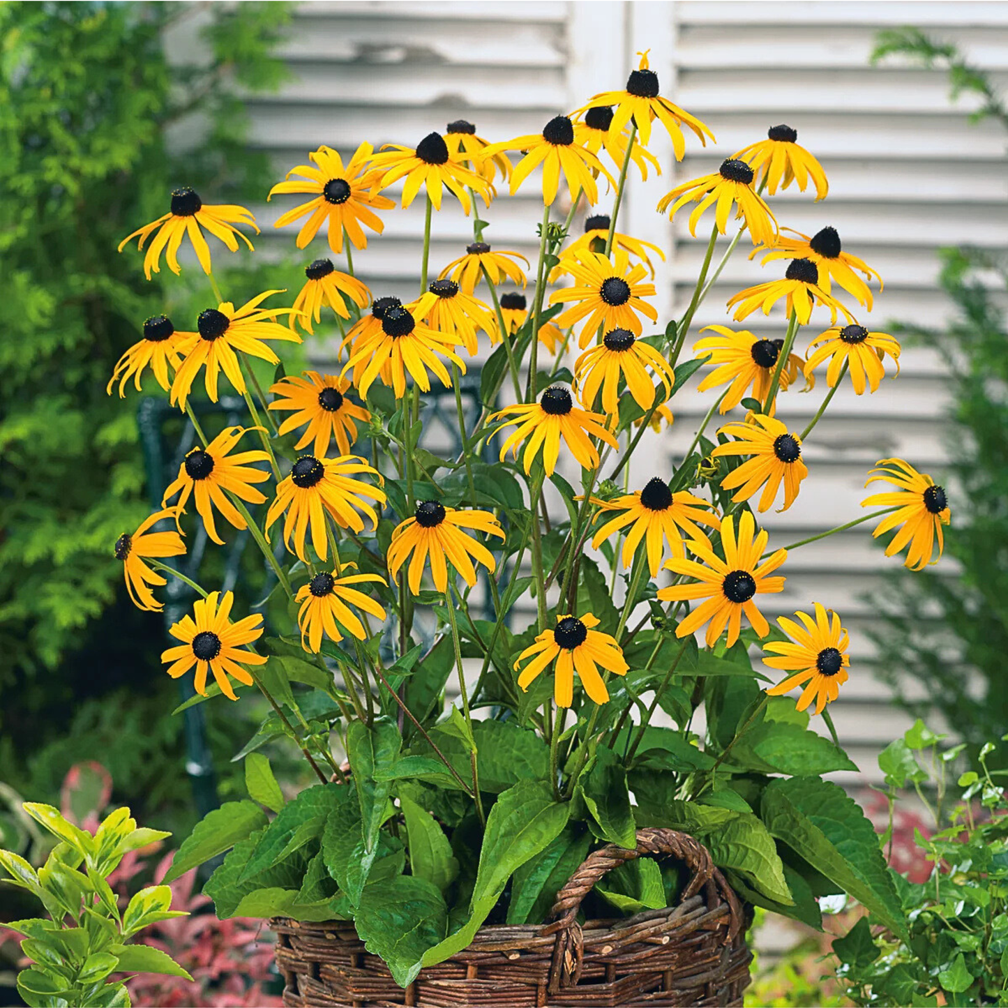 Rudbeckias - Pack 10 sobres (100 semillas c/u)