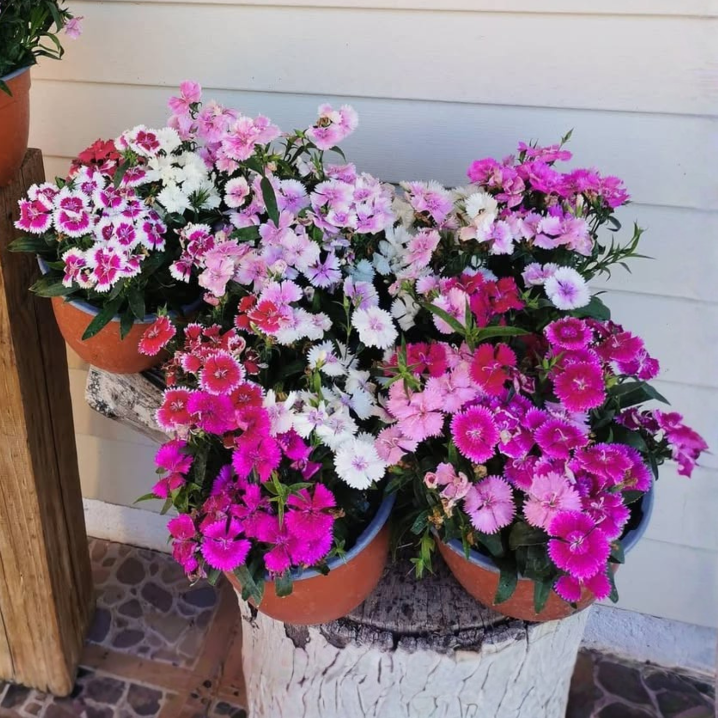 Clavel del poeta - Pack 10 sobres (30 semillas c/u)