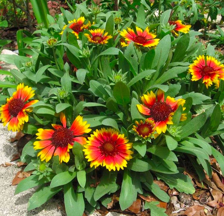 Gallardías - Pack 10 sobres (50 semillas c/u)