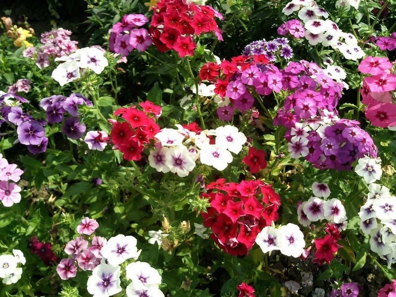 FLOX de drummond - Pack 10 sobres (50 semillas c/u)