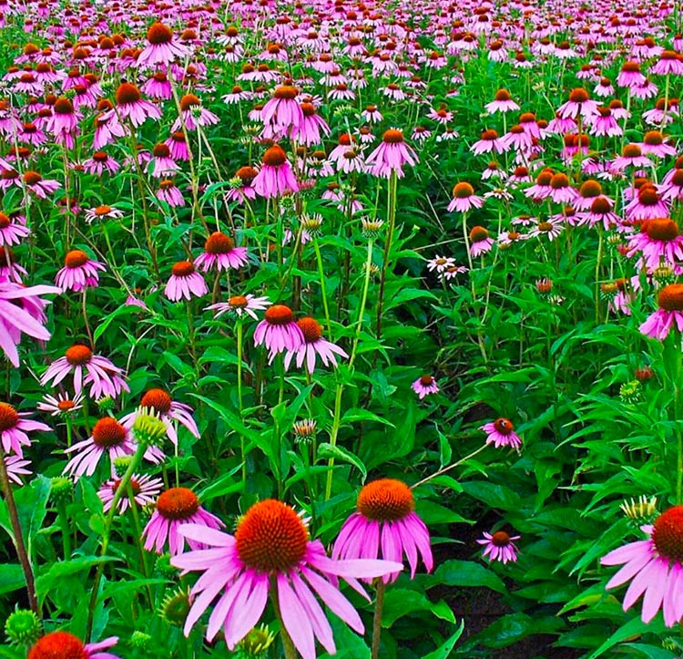 Equinacea - Pack 10 sobres (50 semillas c/u)