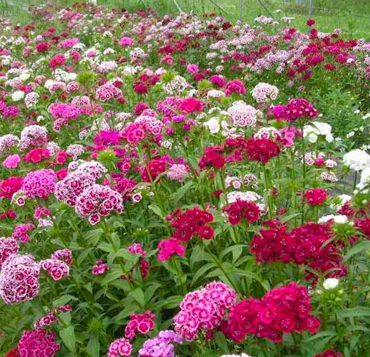 Clavel del poeta - Pack 10 sobres (30 semillas c/u)