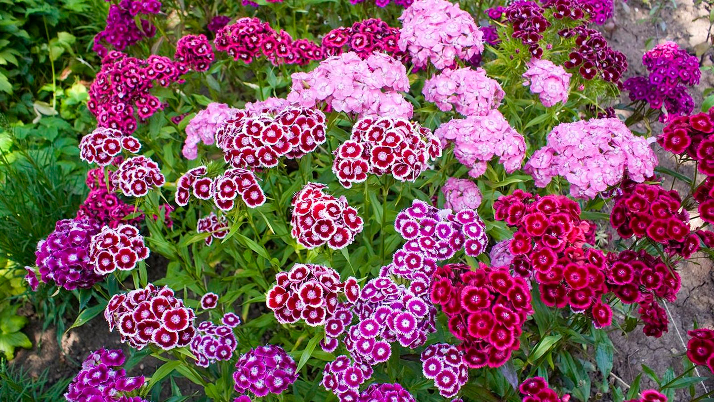 Clavel del poeta - Pack 10 sobres (30 semillas c/u)