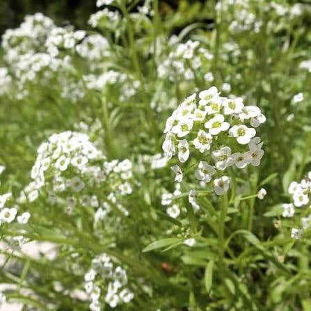 Aliso Blanco – Pack 10 sobres (50 semillas c/u)